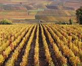 Burgundy Vineyard View 1